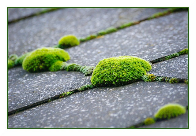 Moss growing on roof