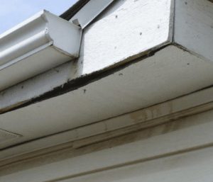 Damaged Soffit and Fascia