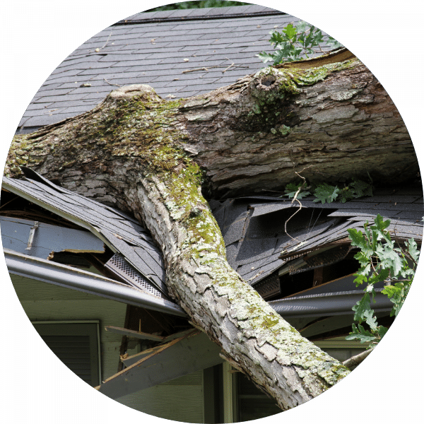 tree-roof-damage